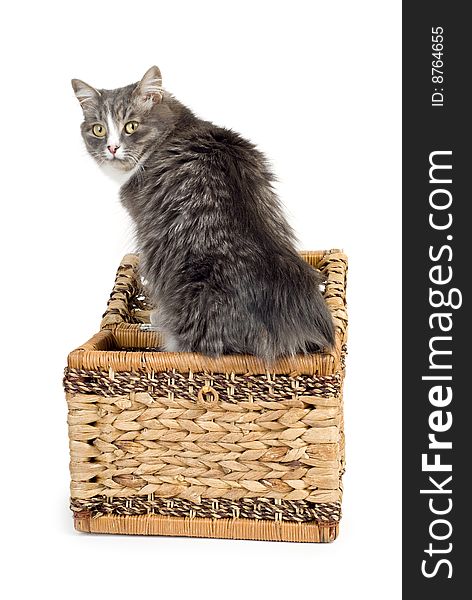 Furry gray cat coming out of a wicker chest