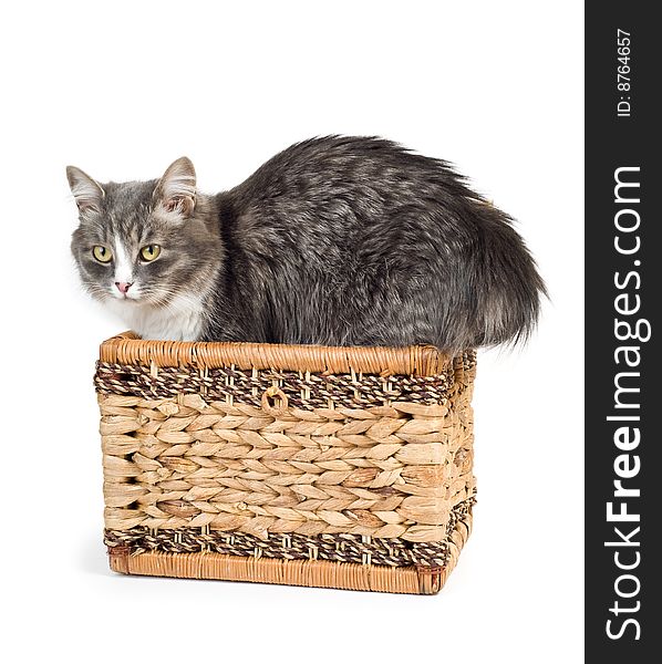 Furry gray cat coming out of a wicker chest