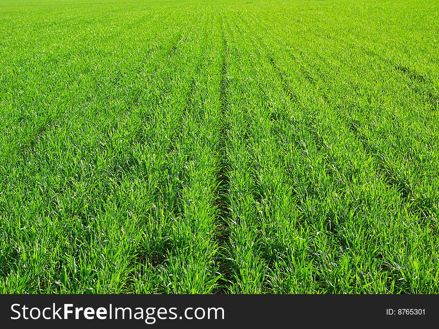 Green grass texture from a  field