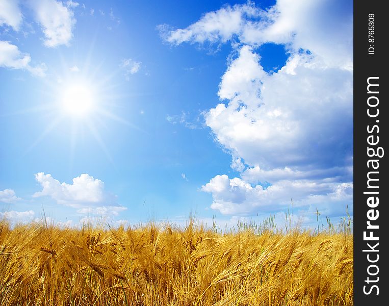 Wheats ears against the blue  sky. Wheats ears against the blue  sky