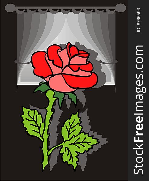 Beautiful red rose one in dark room