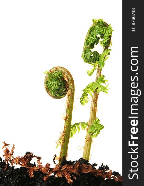 Young fern fronds with new Spring growth