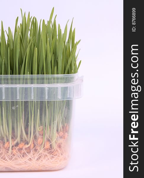 Young green grain plants in a see through plastic box on a white background. Young green grain plants in a see through plastic box on a white background