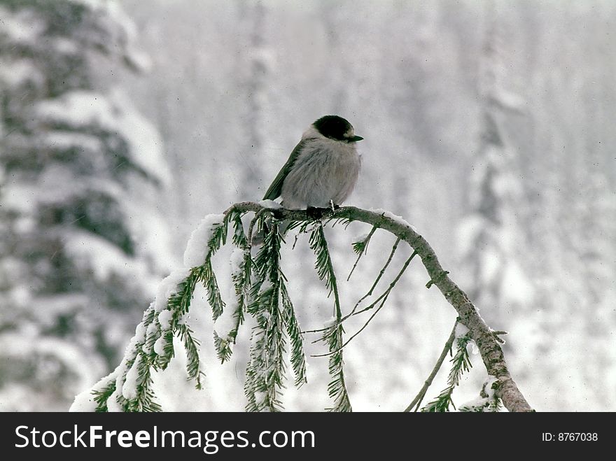 Gray jay [camprobber], trying to keep warm on snowy day, Mt Rainer, Washington