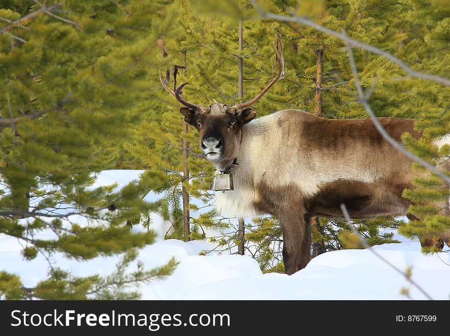 Reindeer in natural enviroment in scandinavia