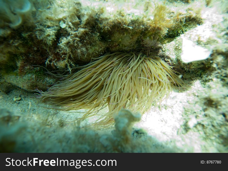 Anemone Anemonia sulcata in the mediterranean sea. Anemone Anemonia sulcata in the mediterranean sea.