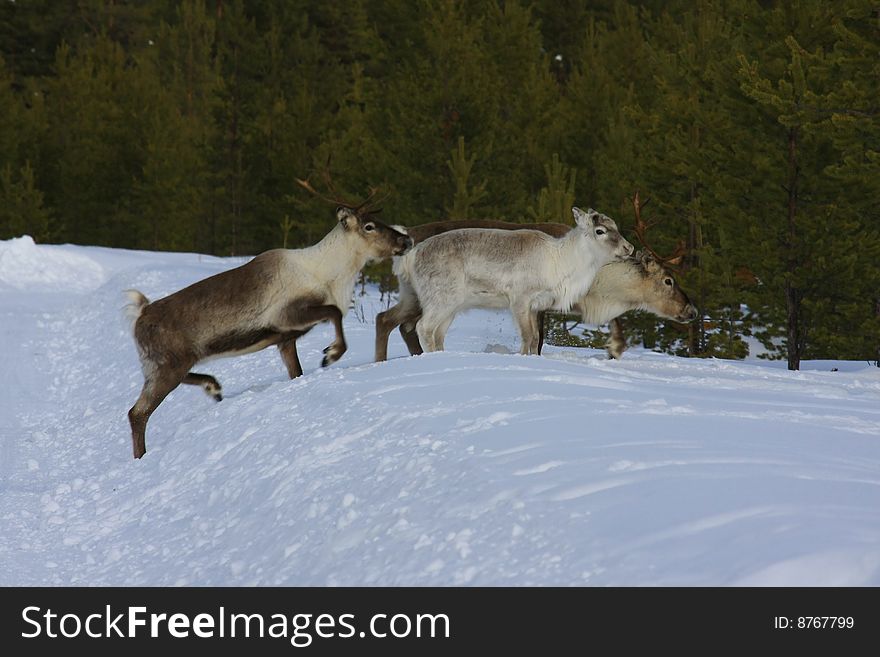 A photo of reindeer in lapland