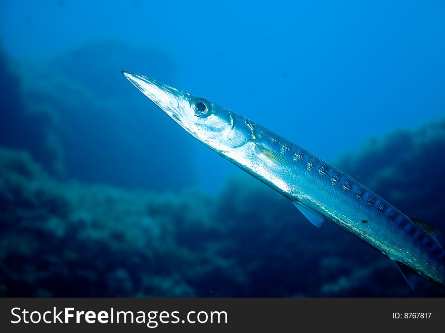 Small young european barracuda sphyraenidae in the mediterranean sea. Small young european barracuda sphyraenidae in the mediterranean sea.