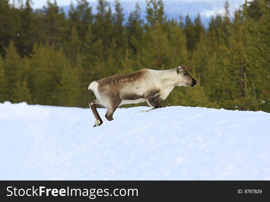 Reindeer in natural enviroment in scandinavia