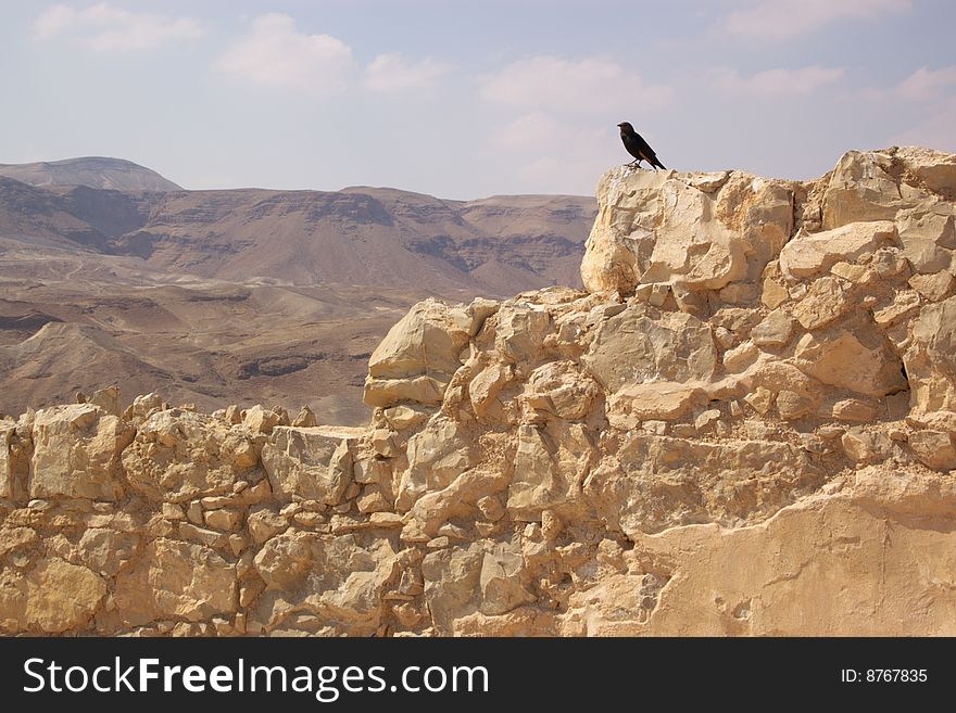 Single black bird on ruined tone wall. Single black bird on ruined tone wall