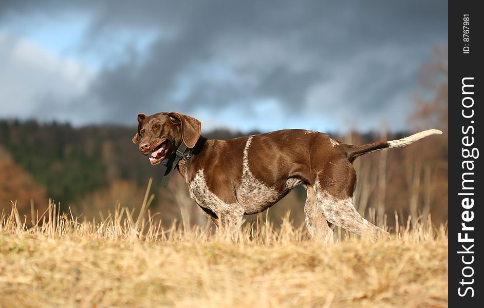 Brown dog with grimace in nature. Brown dog with grimace in nature