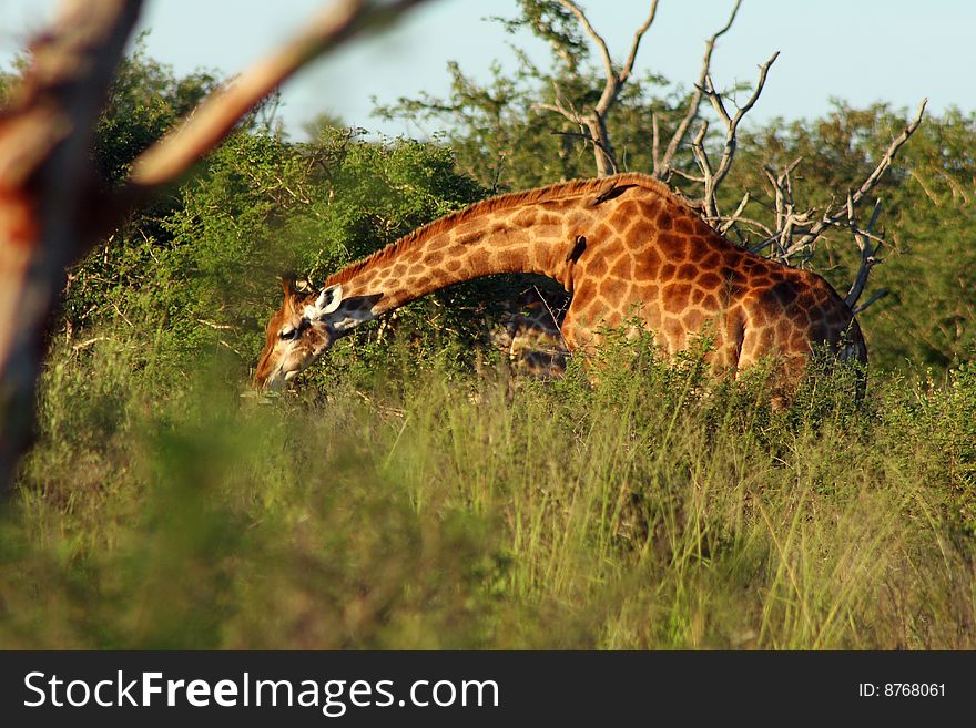 Giraffe grazing in bush in Africa landscape.