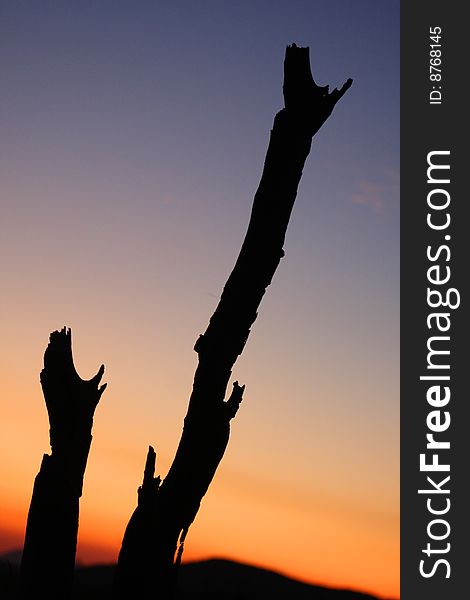 Sunsets on tree stumps in wilderness. Sunsets on tree stumps in wilderness.