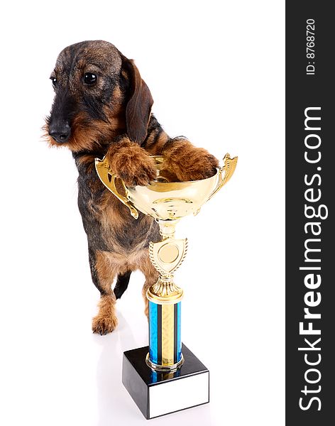 Dachshund with a cup isolated on white background