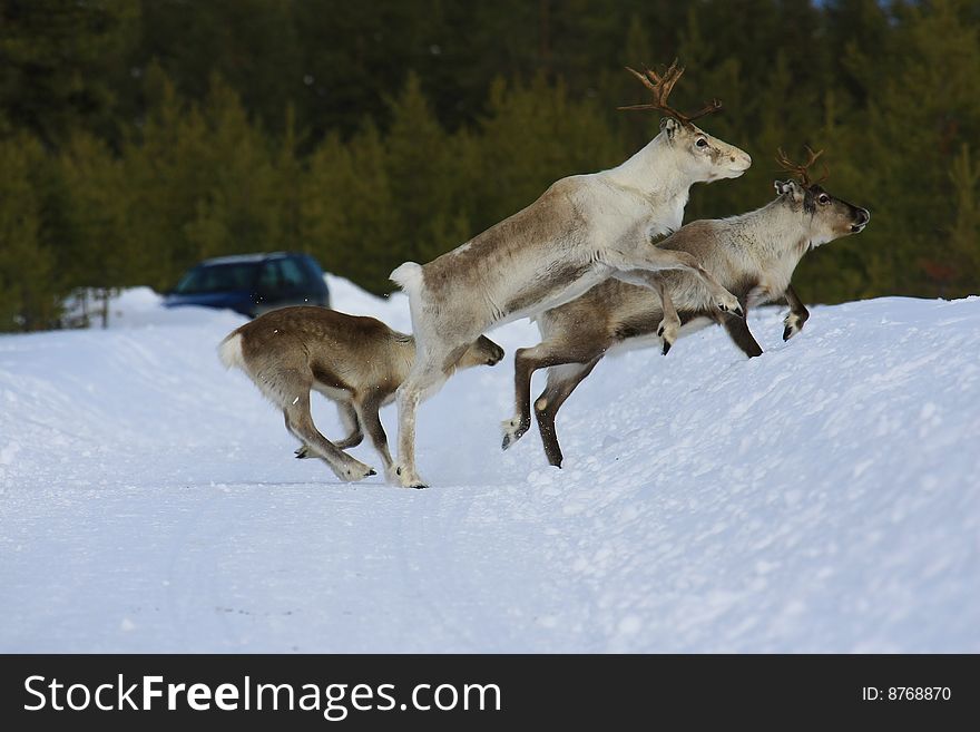 Reindeer in natural enviroment in scandinavia