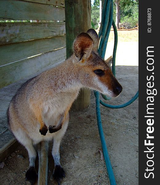 Cute wallaby, shot taken in Brisbane Koala Sanctuary