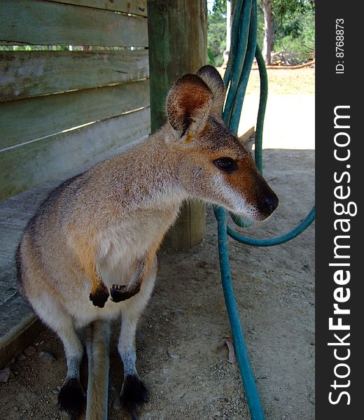 Cute Wallaby