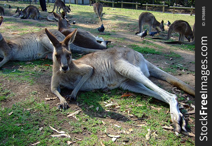 Recumbent kangaroo, shot taken in Brisbane Koala Sanctuary