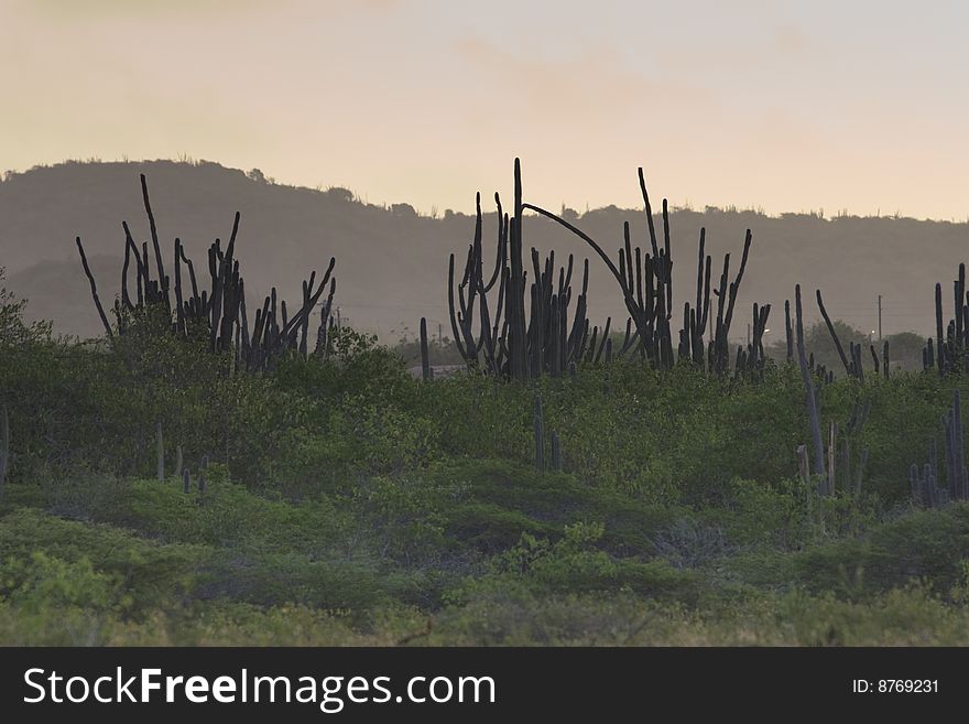 The cactus landscape of the island of Bonaire