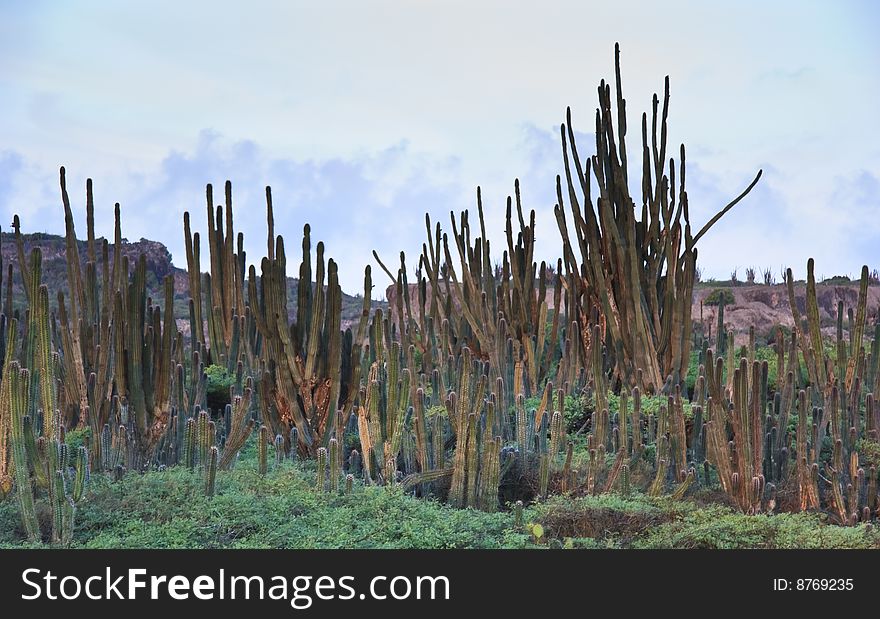 Desert of Candle cactus on the island of Bonaire. Desert of Candle cactus on the island of Bonaire