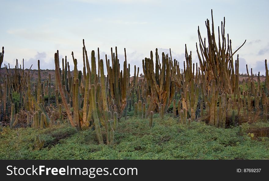 The Cactus Landscape