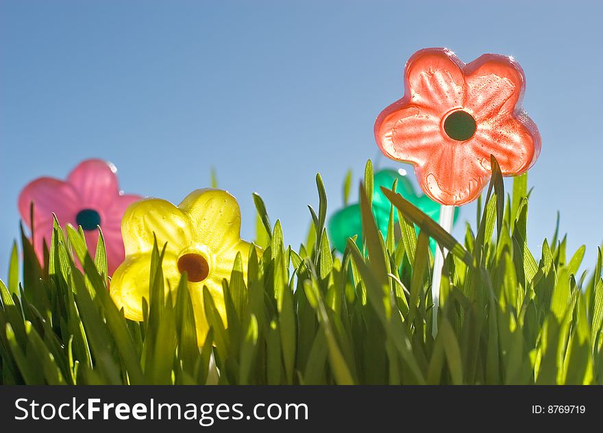 Bright candy flowers in young grass, with blue sky in background. Bright candy flowers in young grass, with blue sky in background