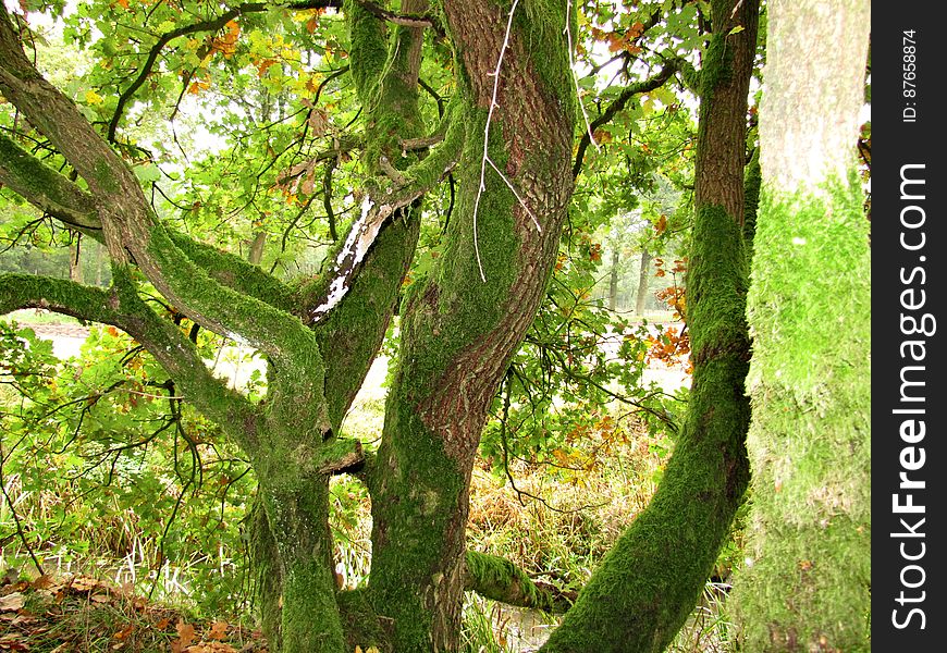 Plant, Natural landscape, Tree, Trunk, Terrestrial plant, Twig