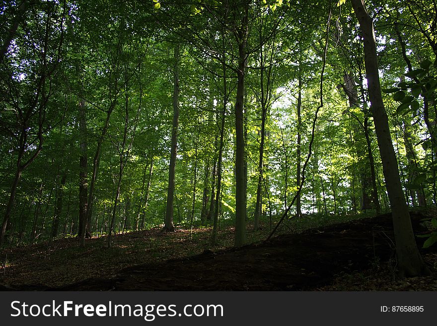 Plant, Plant Community, Tree, People In Nature