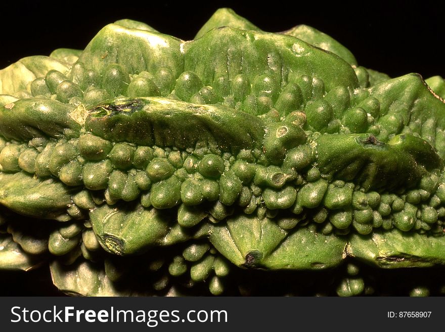 warty green vegetable