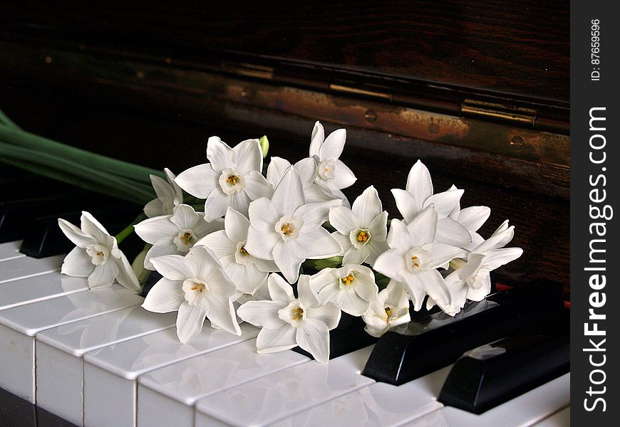 White Orchid on Brown Wooden Piano