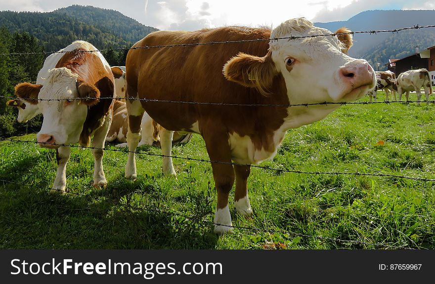 Cows on a pasture behind a barbed wire fence. Cows on a pasture behind a barbed wire fence.
