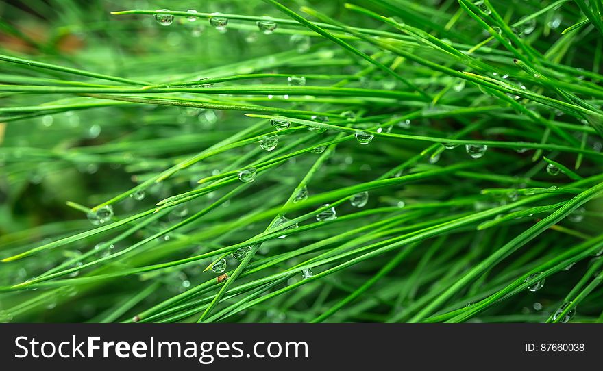 Green grass with clear water drops hanging from the grass blades. Green grass with clear water drops hanging from the grass blades.