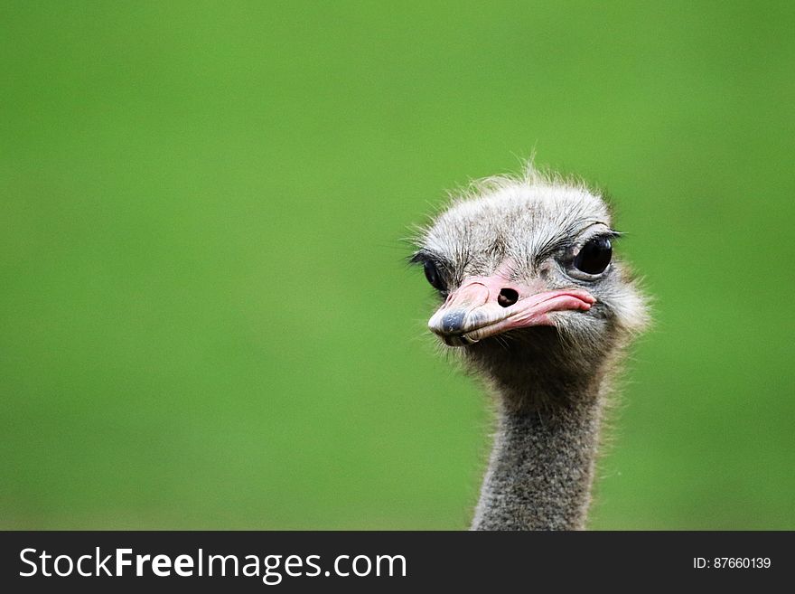 Gray Ostrich