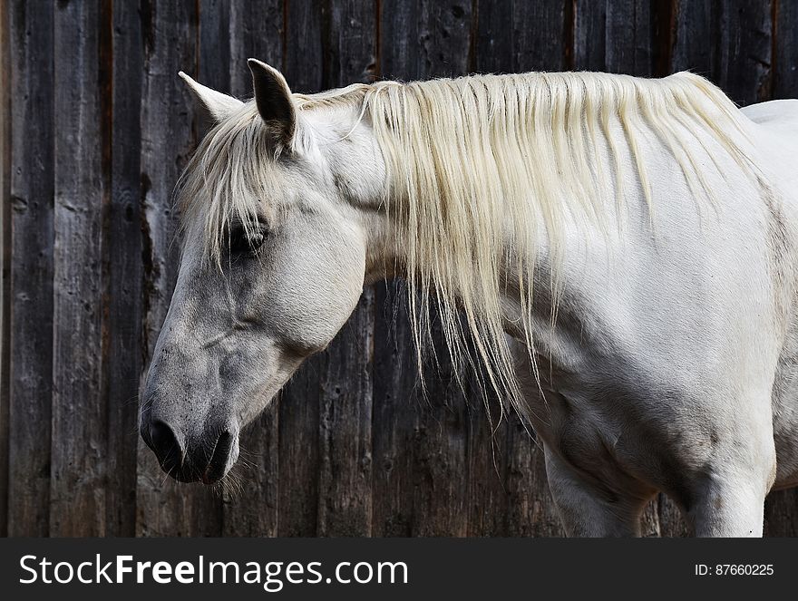 A close up of a white horse. A close up of a white horse.