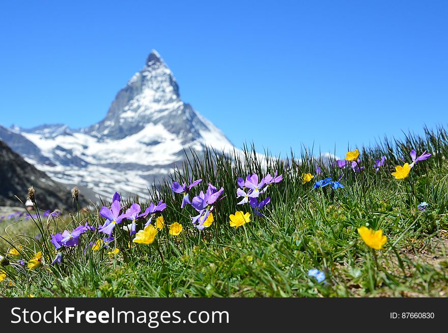 Flowers blooming in Alpine meadow with Matterhorn mountain in background, Switzerland. Flowers blooming in Alpine meadow with Matterhorn mountain in background, Switzerland.