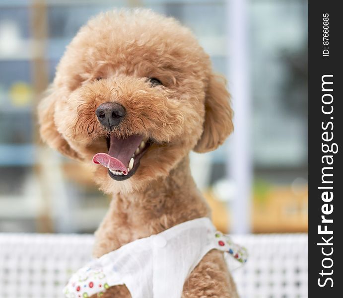 Cute golden poodle puppy outdoors with tongue out wearing clothing.