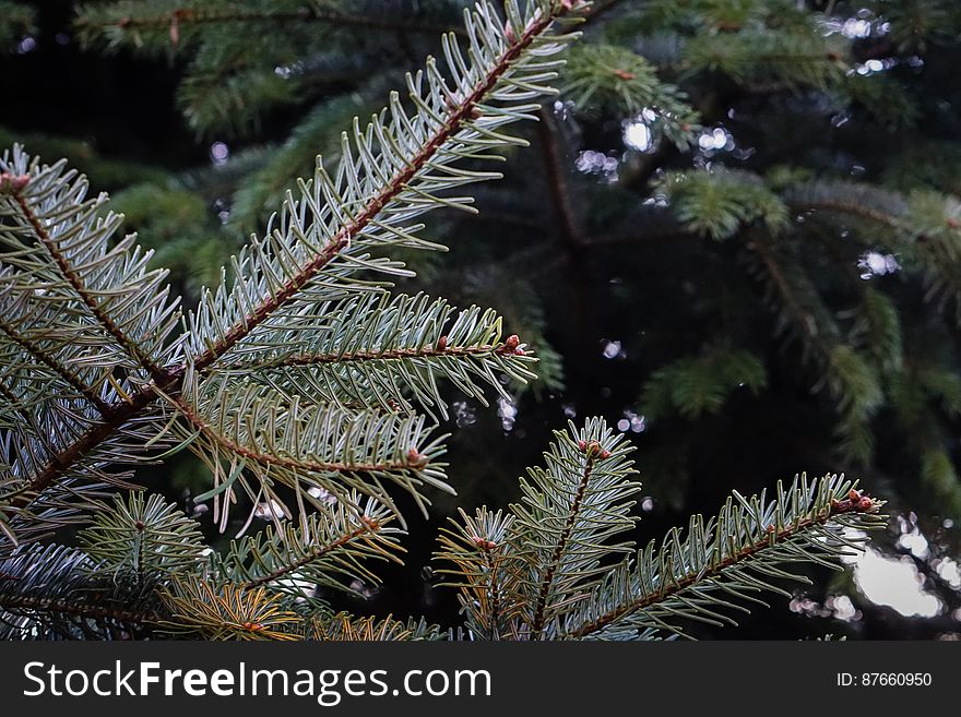 A close up of fir tree branches.