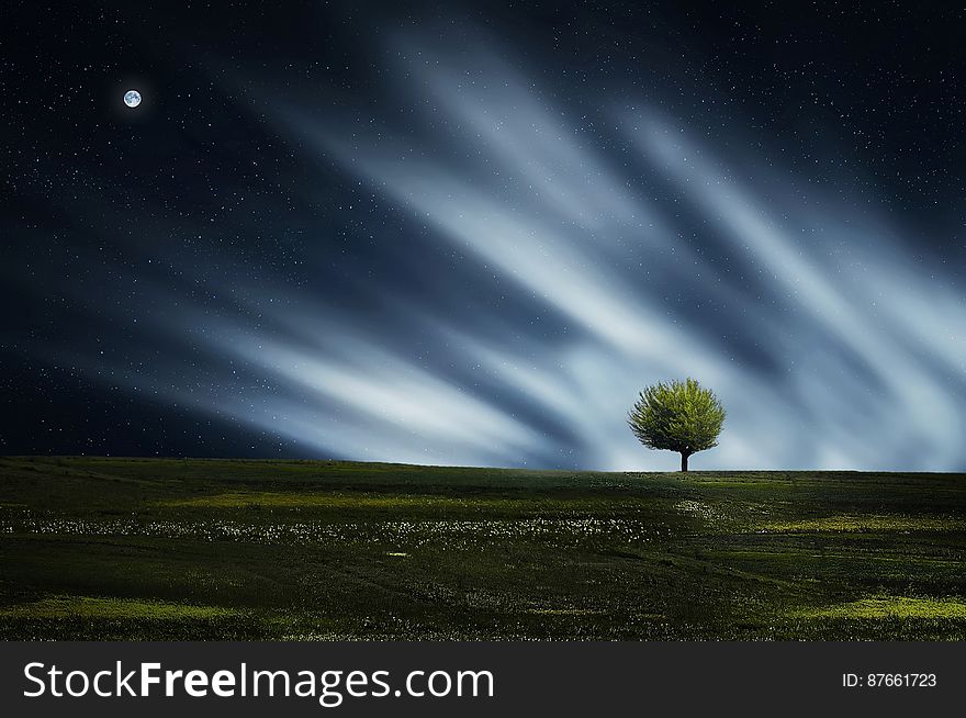 Landscape with moorland, a single tree, Aurora Borealis and moon, black sky at night. Landscape with moorland, a single tree, Aurora Borealis and moon, black sky at night.
