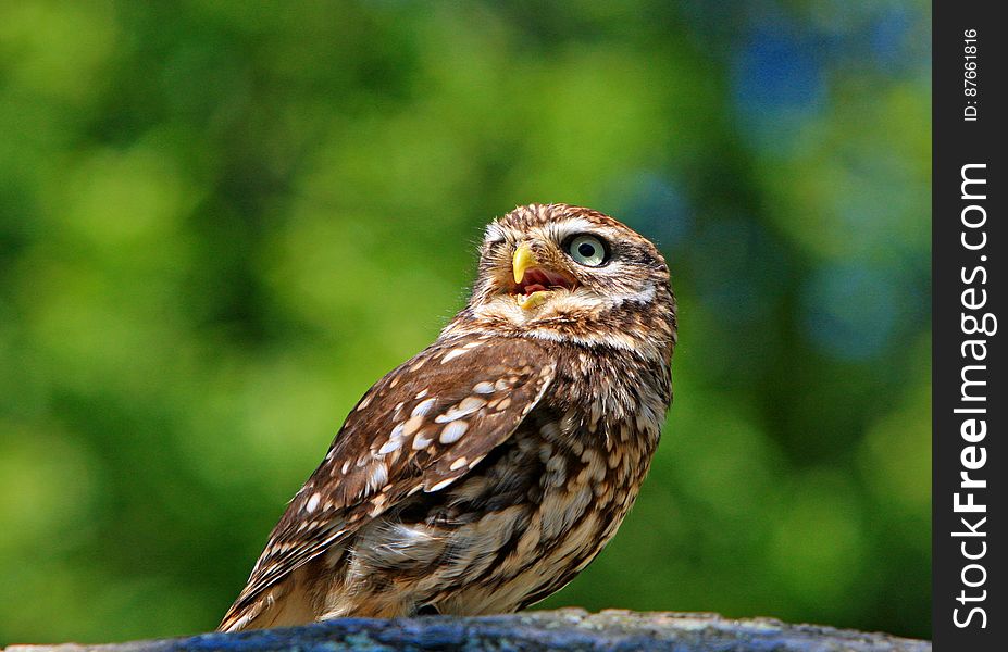 Brown And White Bird Standing On Grey Surface During Daytime