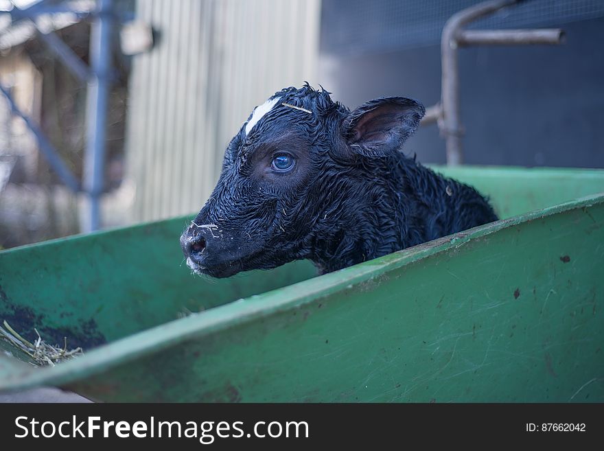 Black Goat In Green Cart During Daytime