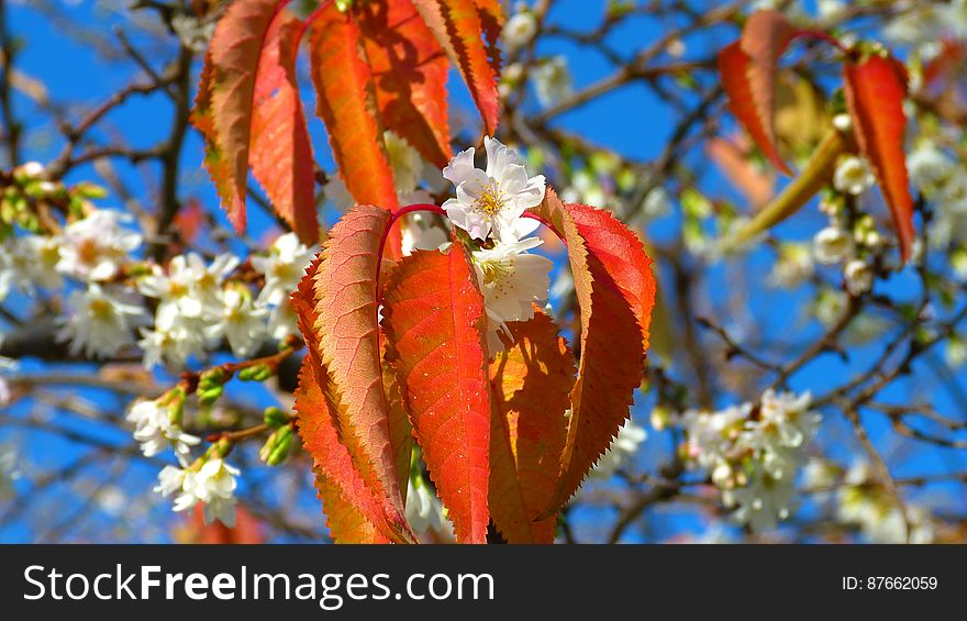 Orange Leaf Beside White Flower