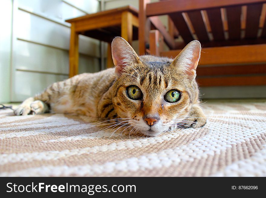 Portrait of short hair domestic cat laying on rug inside home. Portrait of short hair domestic cat laying on rug inside home.