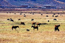 Pasture Royalty Free Stock Photos Pasture Royalty Free Stock Photos