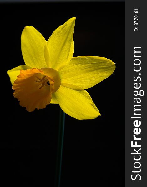 Single yellow daffodil with stem on black background. Single yellow daffodil with stem on black background