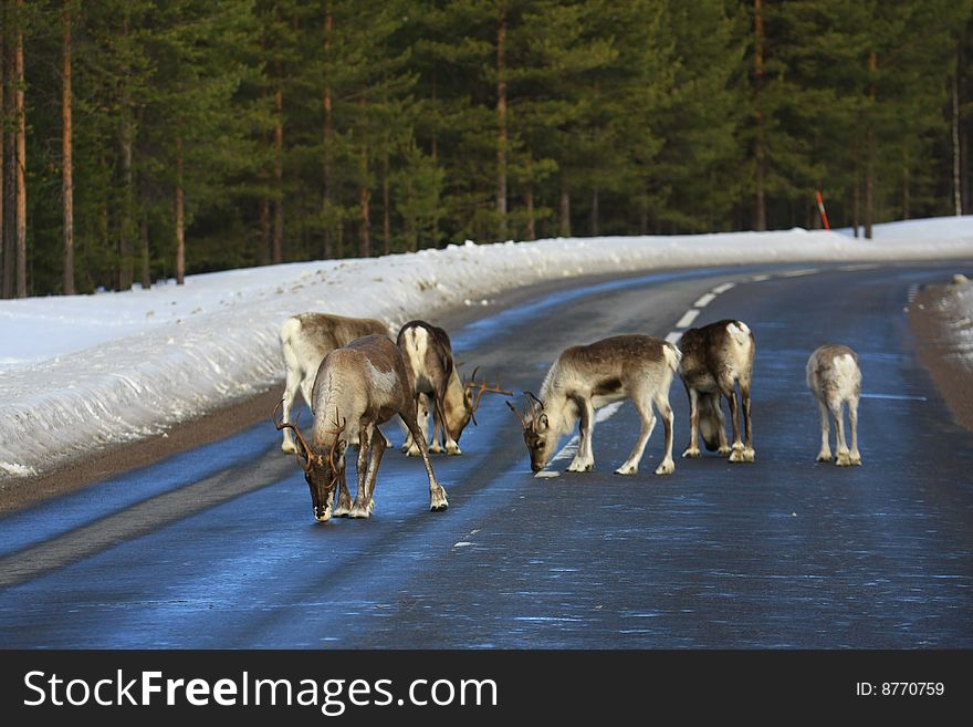 Reindeer in natural enviroment in scandinavia