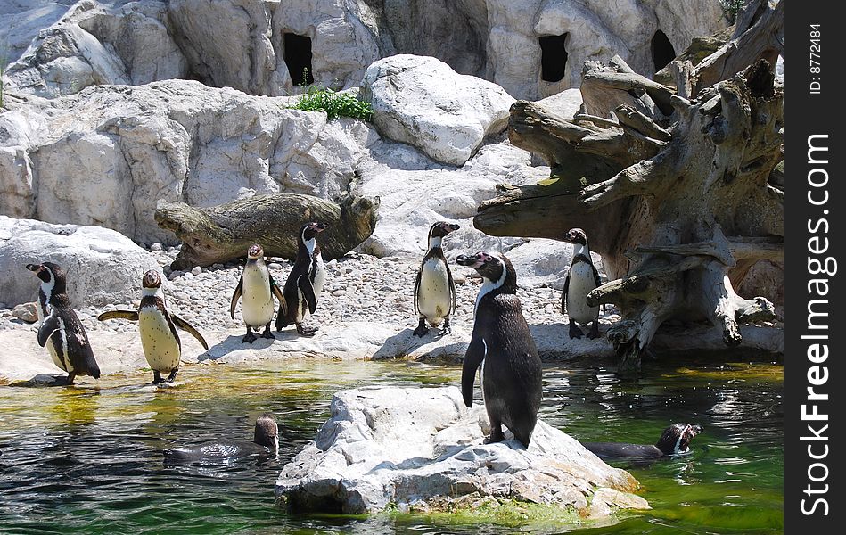 A group of penguins by waterside