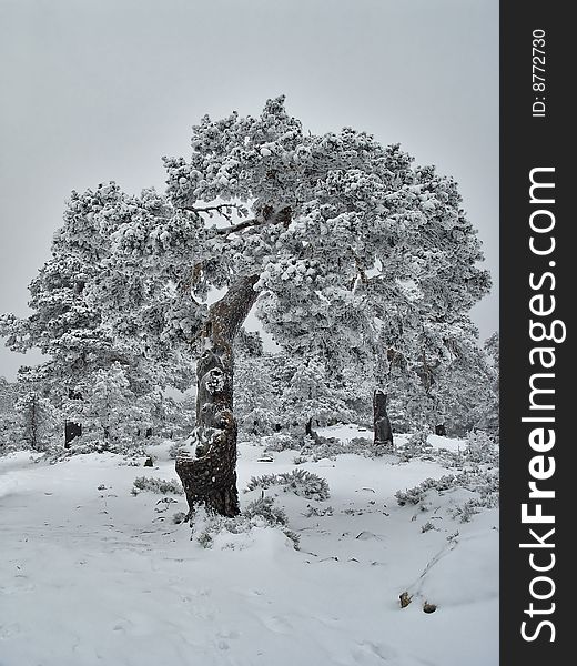 The pass of Navacerrada is one of the coldest places in Spain. When the snow falls, you see these landscapes, Madrid, Spain. The pass of Navacerrada is one of the coldest places in Spain. When the snow falls, you see these landscapes, Madrid, Spain