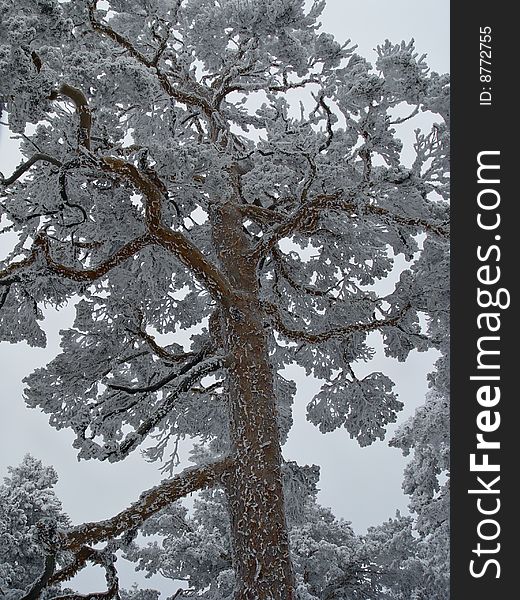 The pass of Navacerrada is one of the coldest places in Spain. When the snow falls, you see these landscapes, Madrid, Spain. The pass of Navacerrada is one of the coldest places in Spain. When the snow falls, you see these landscapes, Madrid, Spain