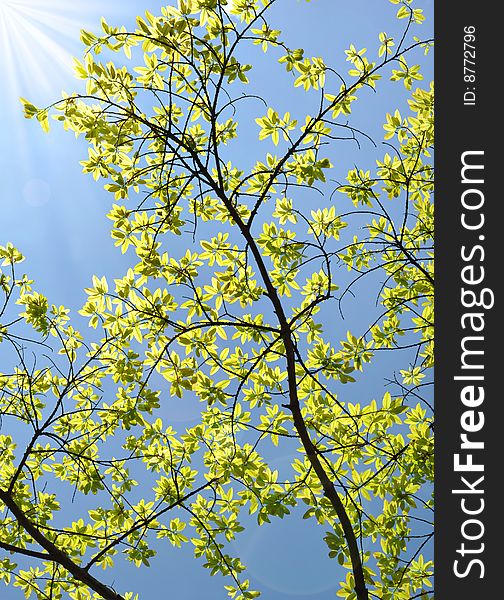 The growth of leaves in spring