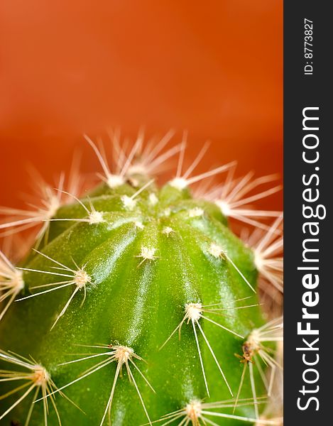 Green cactus with sharp thorns on red background